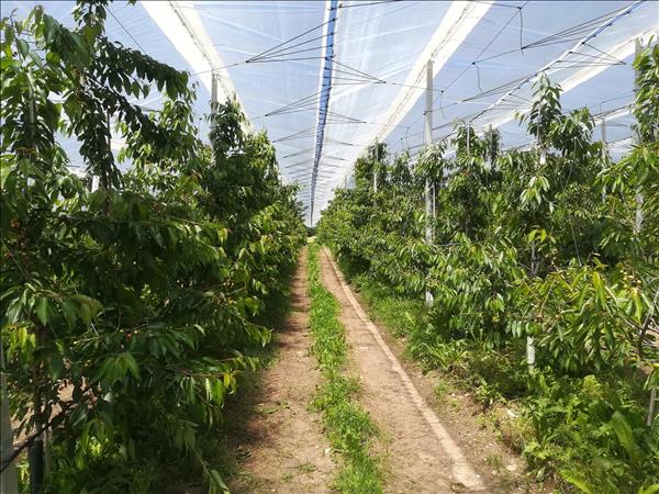 A Macfrut 2021  le nuove frontiere della frutticoltura protetta